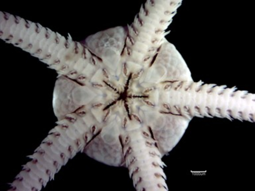 An image containing a close up of brittlestar Ophiura albida