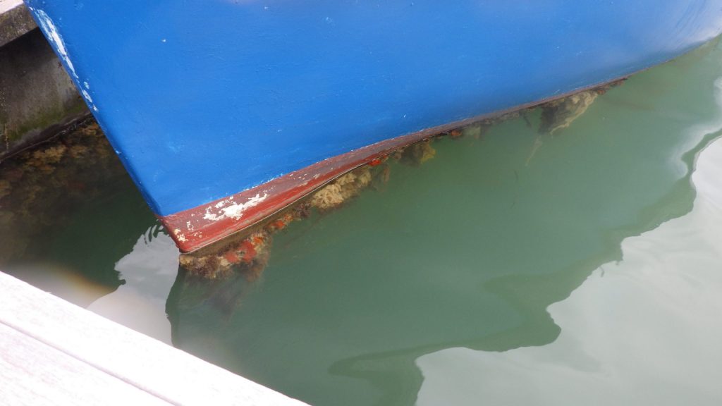 APEM - Didemnum-vexillum