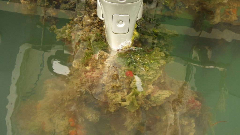 APEM - sea squirts and bryozoans