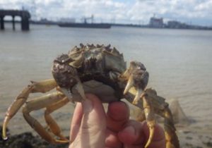 A crab found while undertaking surveys