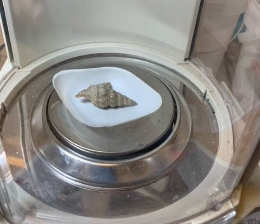 APEM Aporrhais pespelicani being weighed