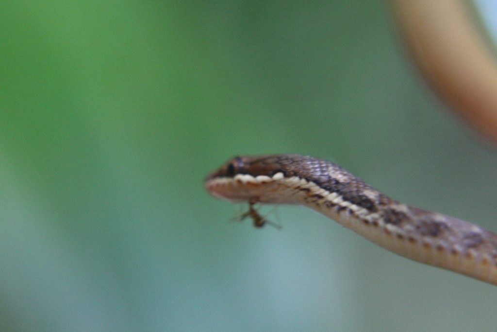 APEM Seychelles wolf snake