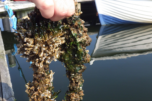 Limiting the spread of marine invasive and non-native species (INNS) Thumbnail