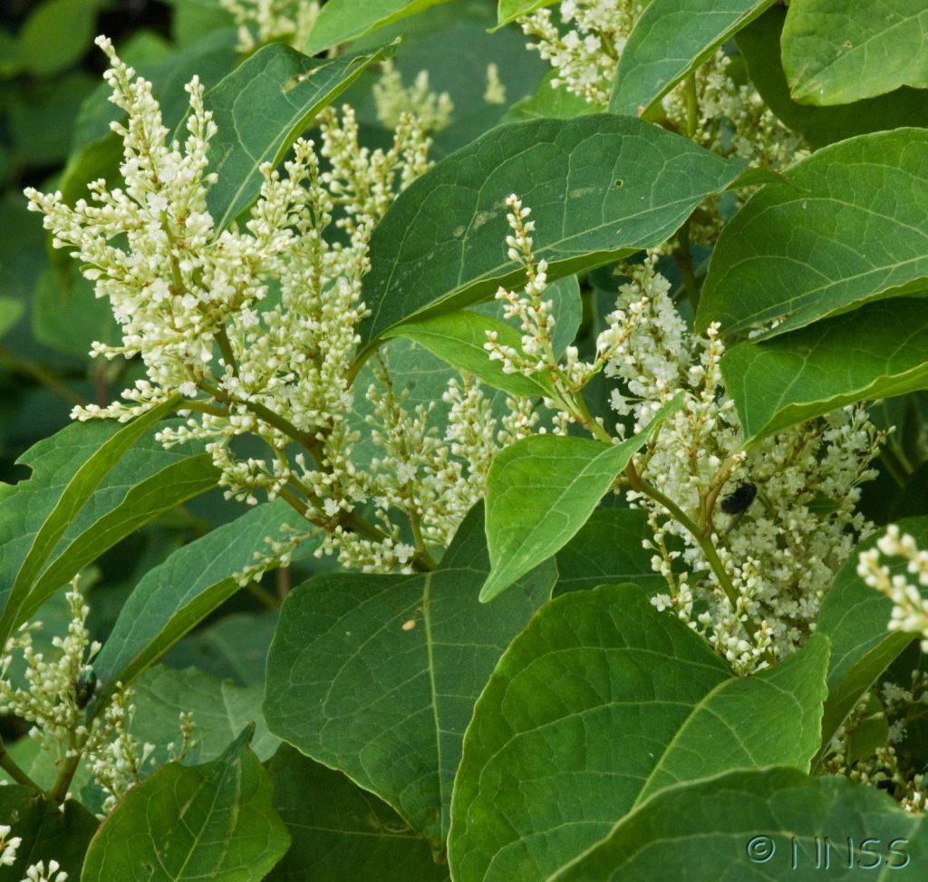 An image of Japanese Knotweed Flowers 