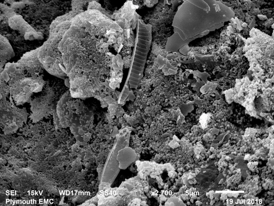 VP-SEM micrograph of possible Pseudo-nitzshia spp. identified on GGBS in brackish environment