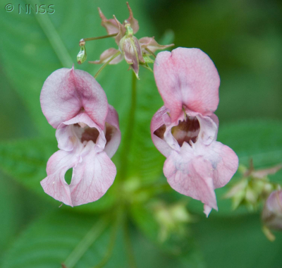 Himalayan balsam