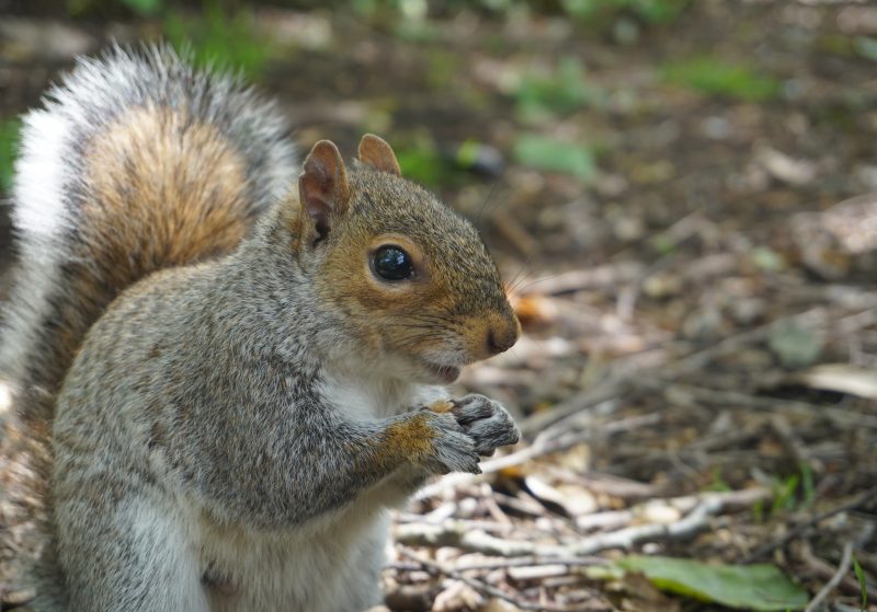 An image of a Grey Squirrel