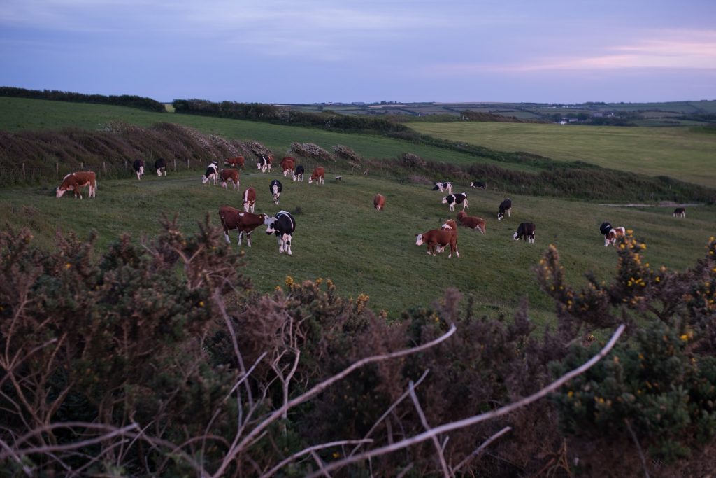 APEM-Farm-in-Devon