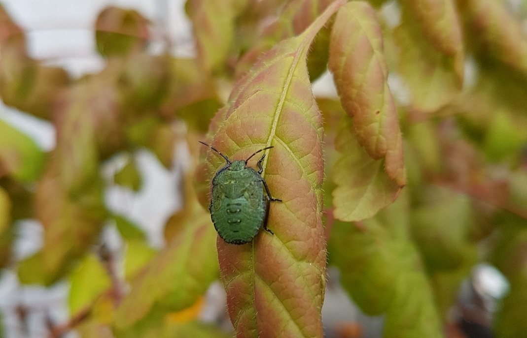 APEM - Shieldbug Nymph on a leaf