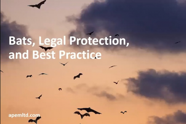 Webinar recording: Bats; legal protection and best practice Thumbnail