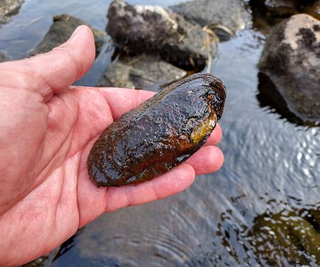 Freshwater pearl mussel surveys Thumbnail