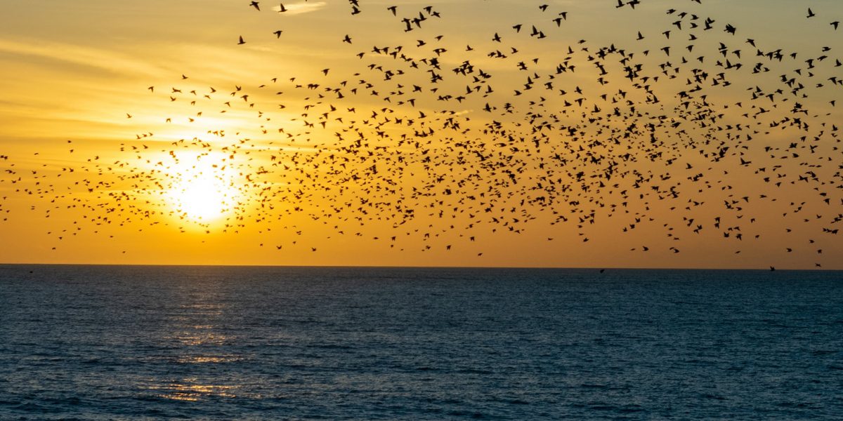 Flock of birds over water