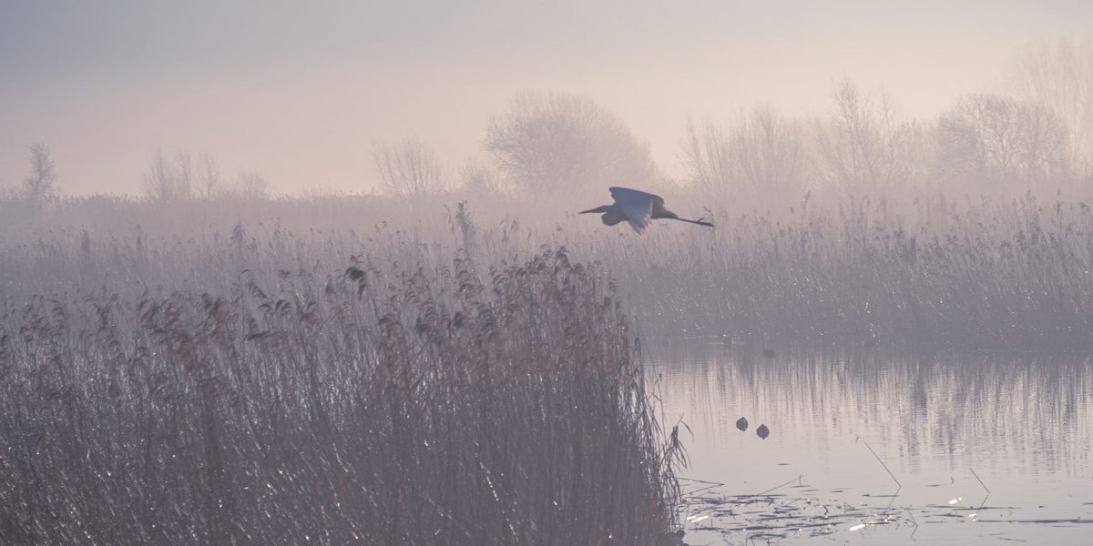 Heron flying over reedbed