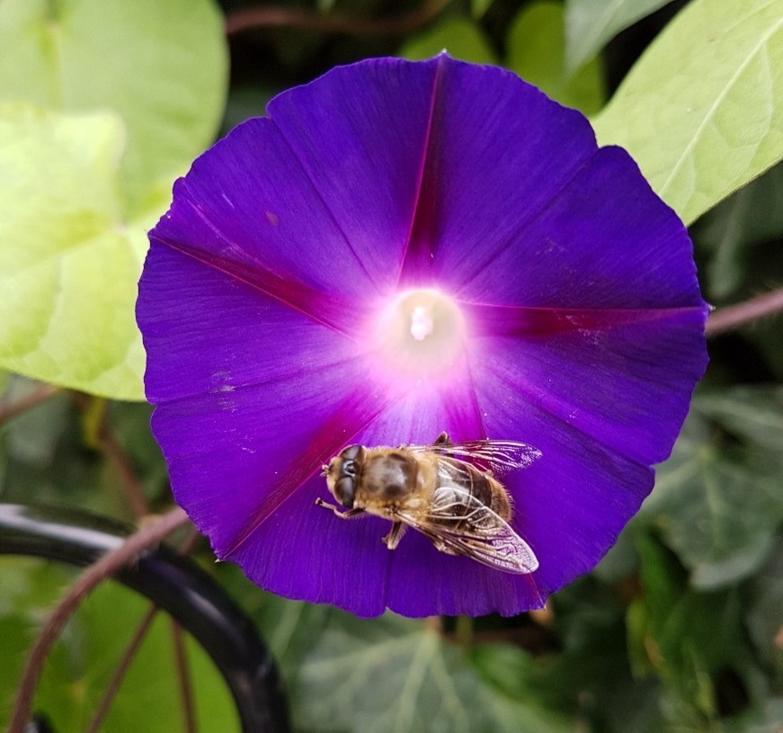 A bee on a flower