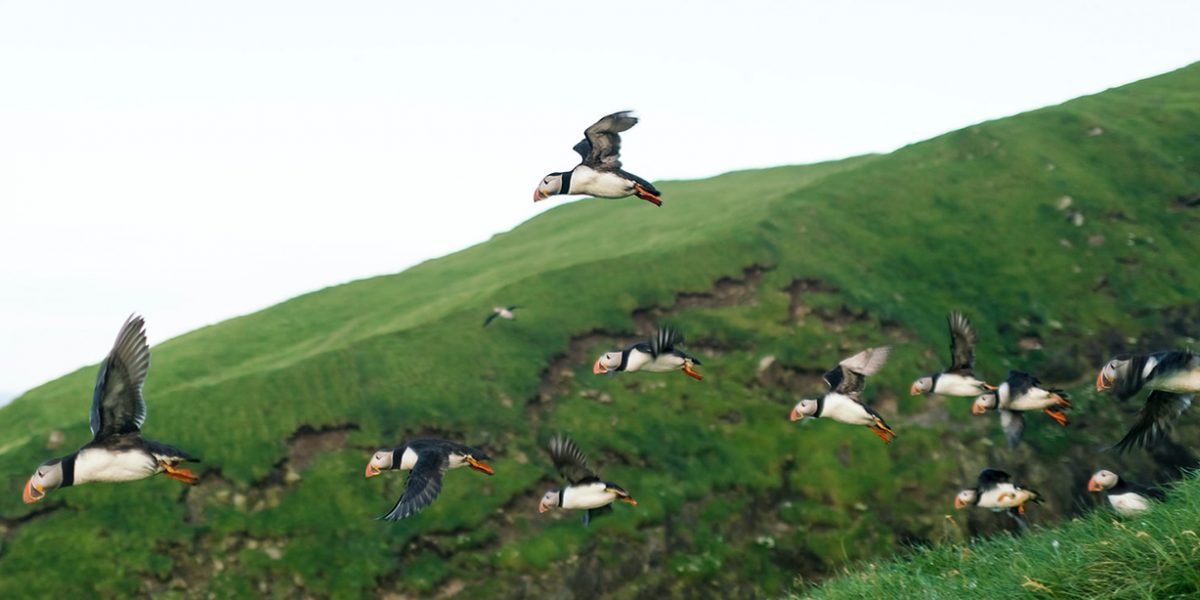Puffins flying