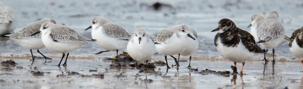 Sanderlings and Turnstone