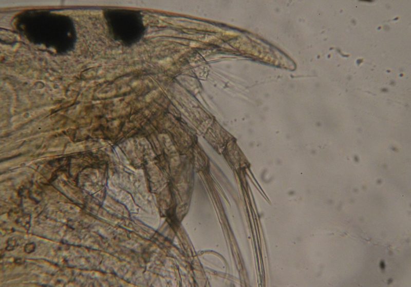 Zoom-in view of zooplankton