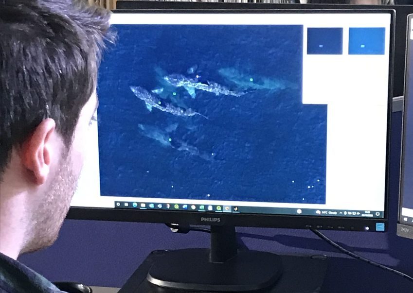 APEM - Species tagging