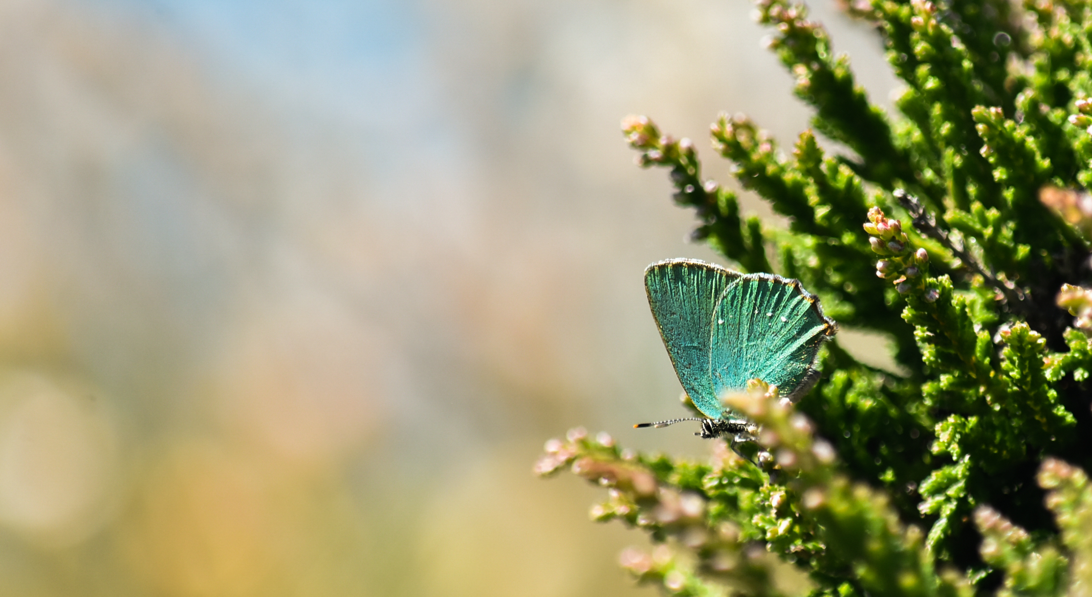 APEM - 2022 POTY July winner