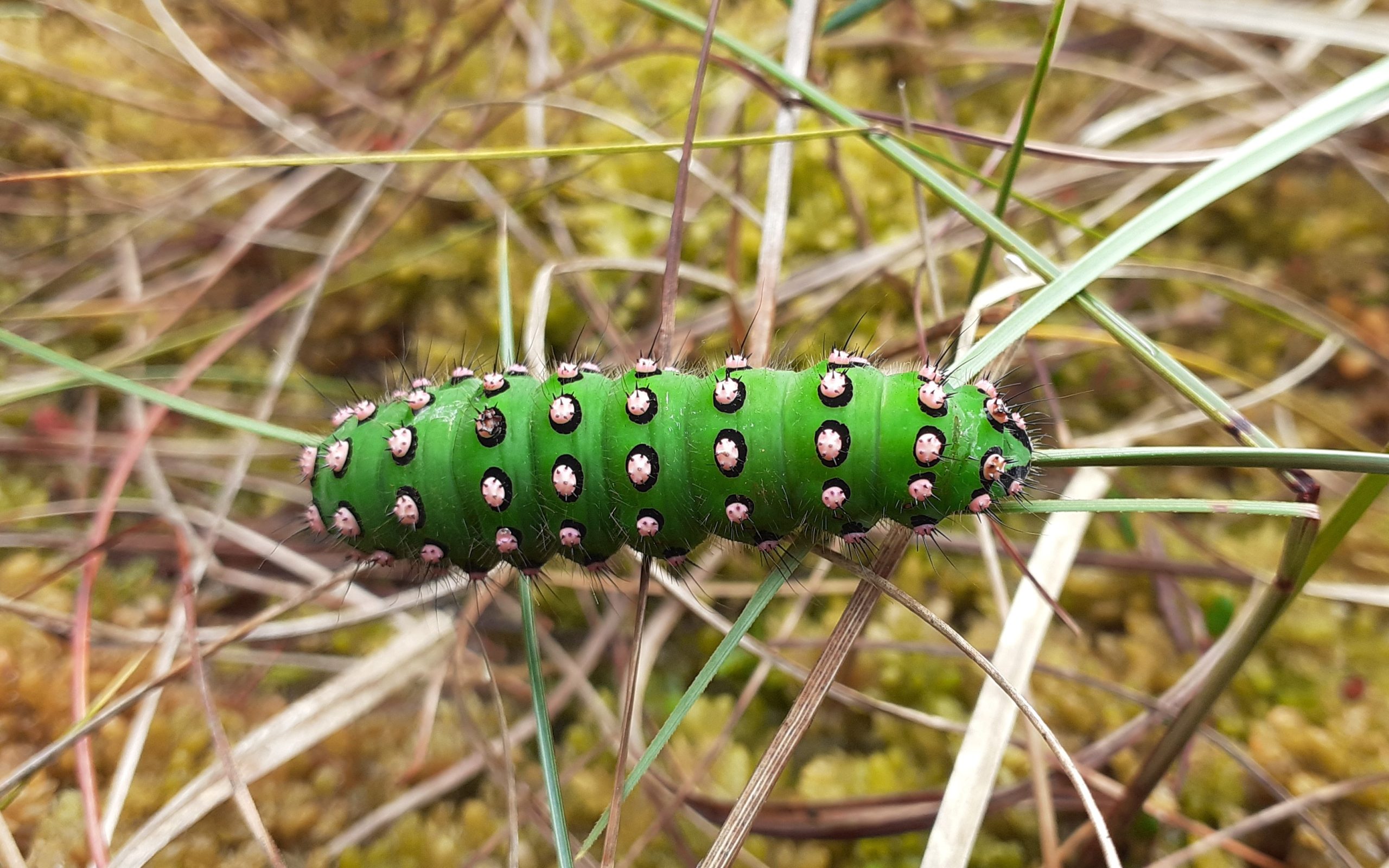 APEM - 2022 POTY August winner