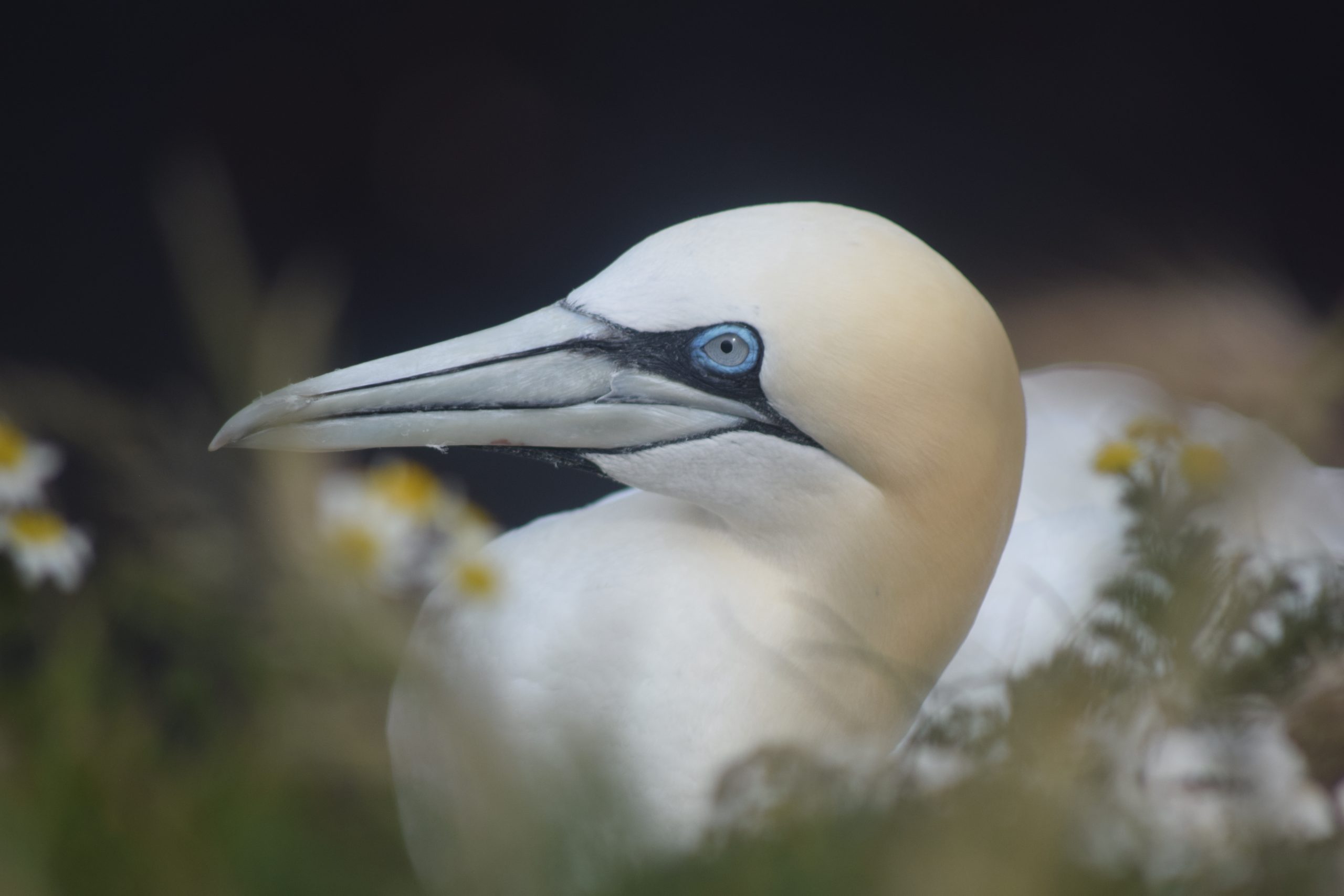 APEM - POTY 2022 June winner