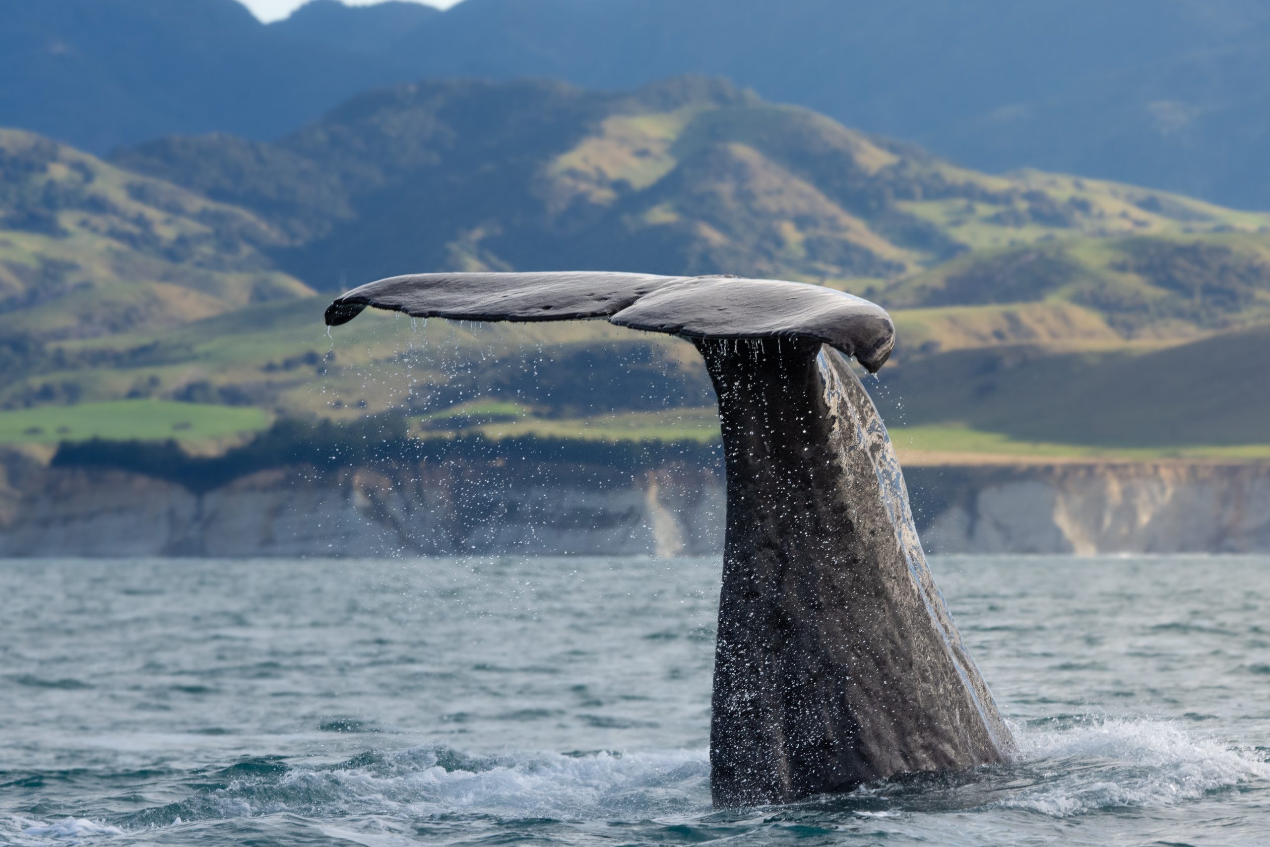 APEM - 2022 POTY May winner