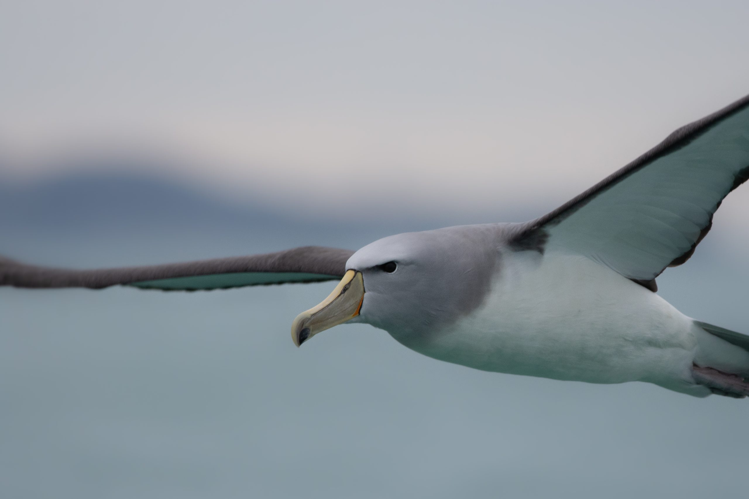 APEM - 2022 POTY November winner