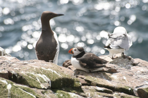 English Seabird Conservation and Recovery Plan Thumbnail