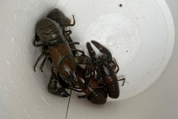 Signal crayfish trapping at Burrator Reservoir in Devon Thumbnail