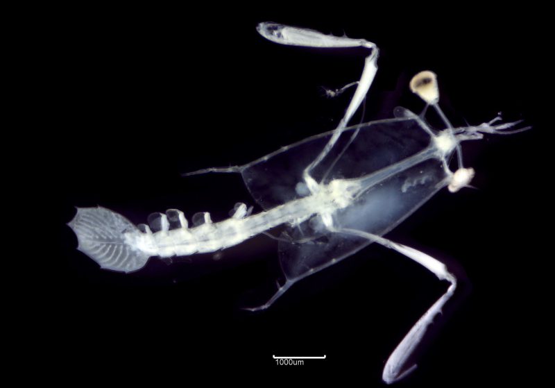 Stomatopoda_zoea