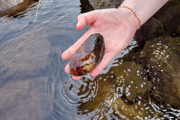 Freshwater Pearl Mussels: surveying for rare jewels in Scotland’s waters Thumbnail