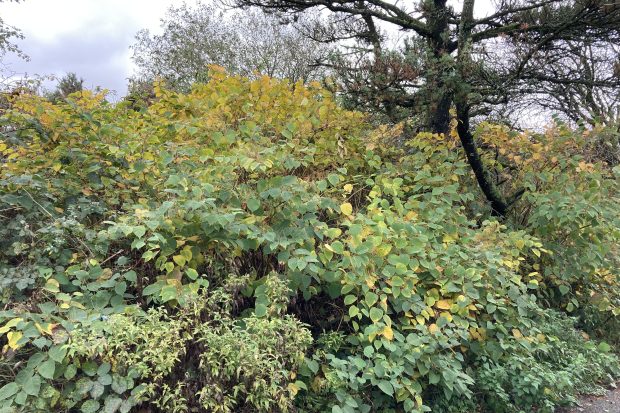 APEM use Remote Sensing to map invasive plants for Bridgend Council Thumbnail