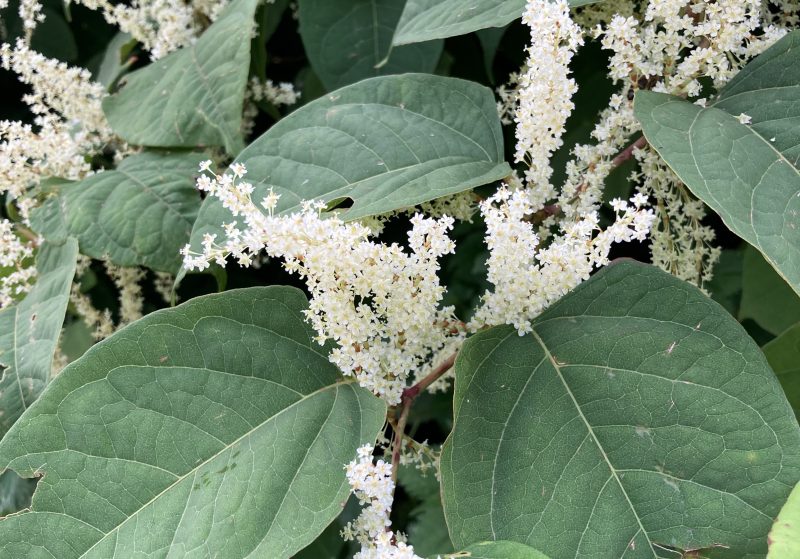 An image of Japanese knotweed