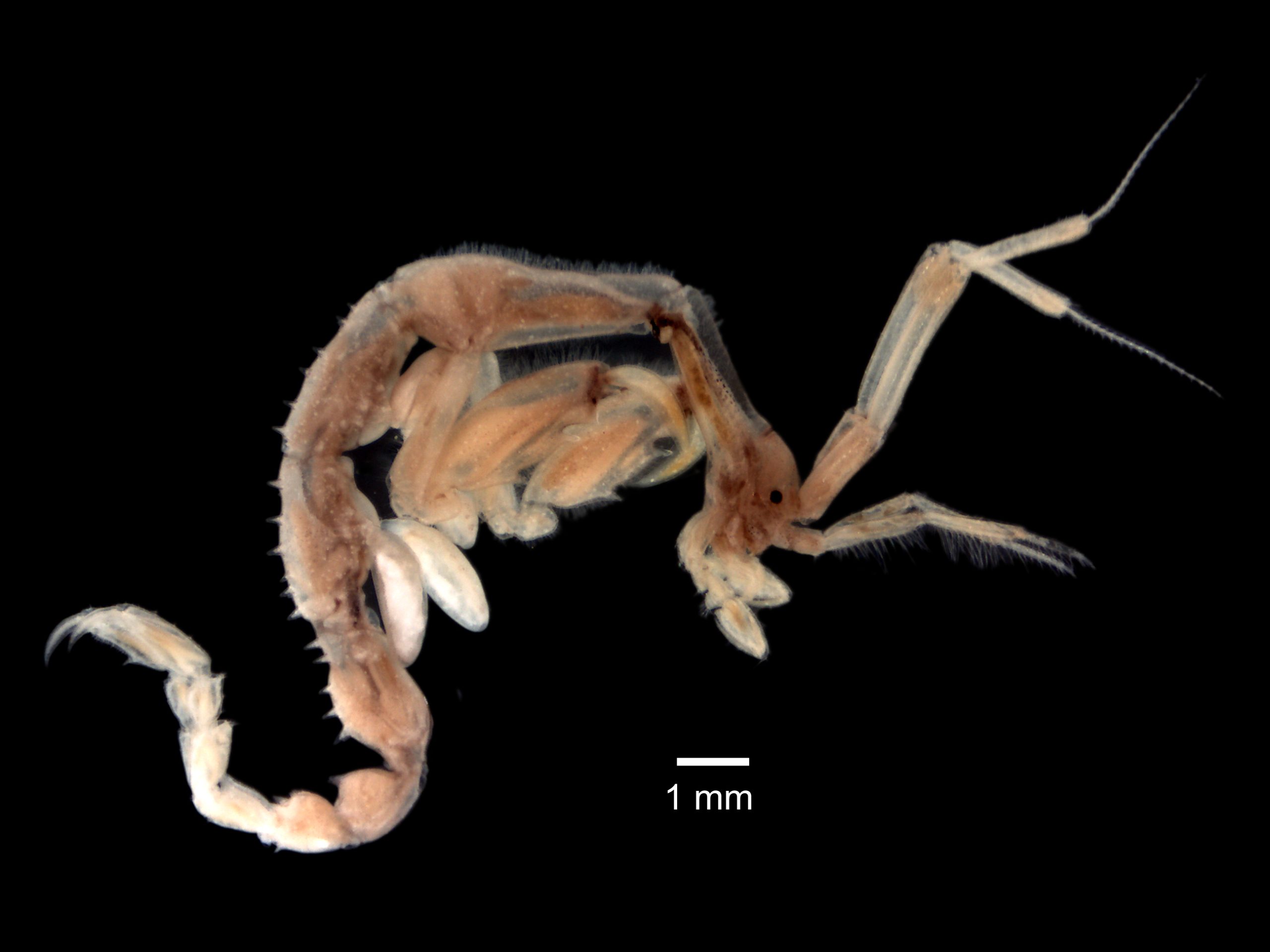 A male Japanese skeleton shrimp, Caprella mutica. This species can form dense colonies on submerged structures, seaweeds and other organisms. Males have an elongated ‘neck’ and are more hairy than females. Specimen from Orkney