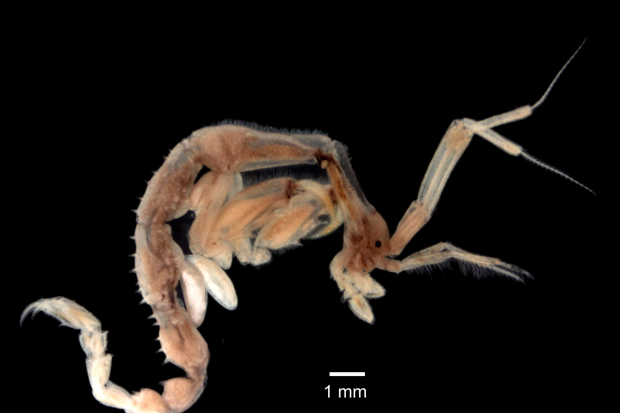 Non-native and cryptogenic species in the Orwell and Stour estuaries Thumbnail